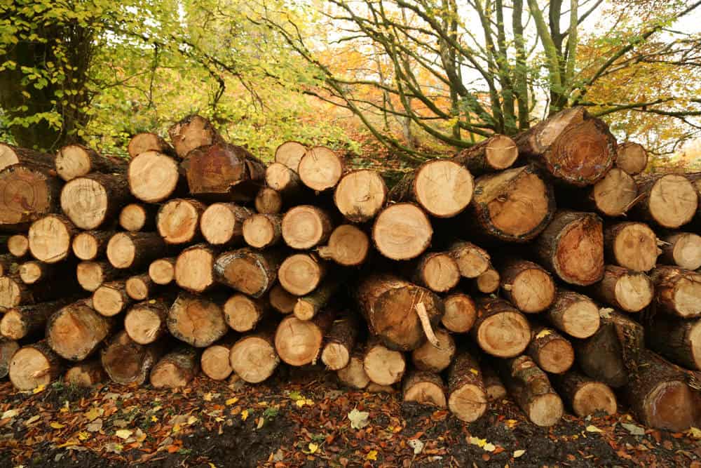 black locust vs honey locust wood