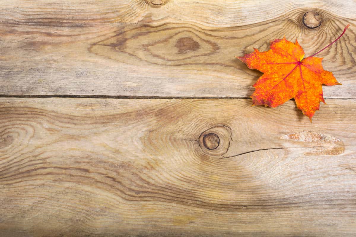 types of maple wood