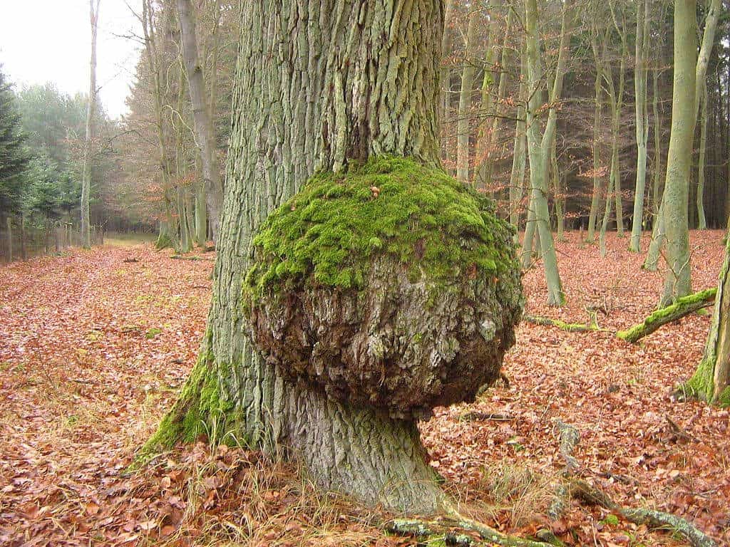 Sessile oak with a large burl in the Brohmer Bergen hills