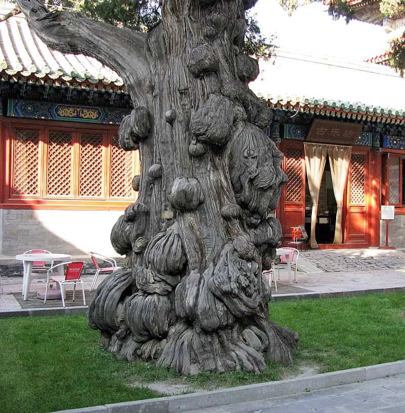 Multiple burls on a several-hundred-year-old cypress tree