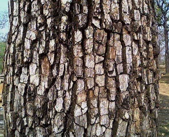 Coromandel ebony (Diospyros melanoxylon)