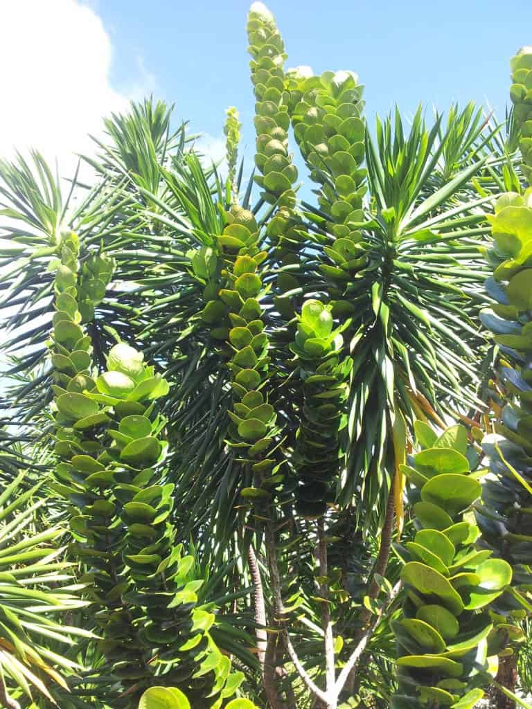 Mauritius ebony (Diospyros revaughanii)
