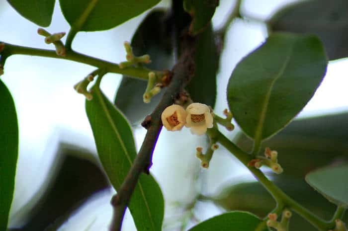 Pale moon ebony (Diospyros malabarica)