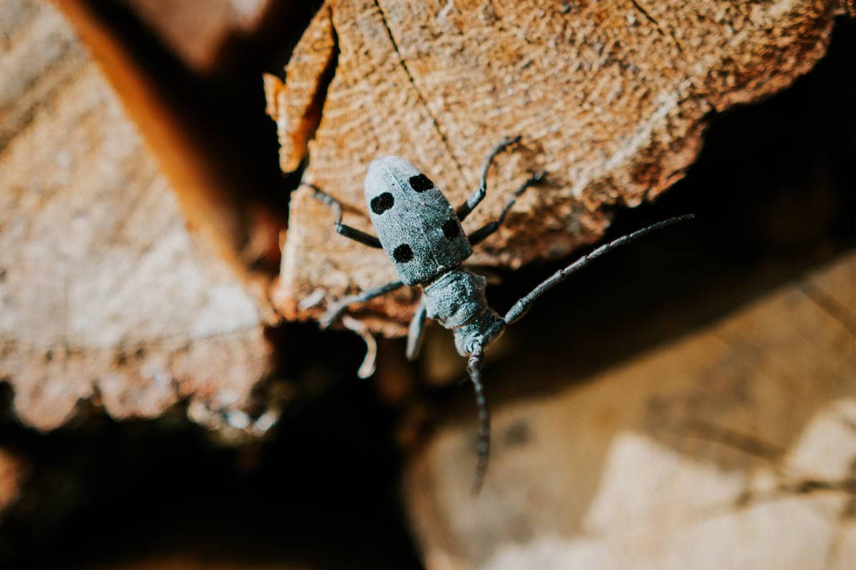 how to treat reclaimed wood for bugs