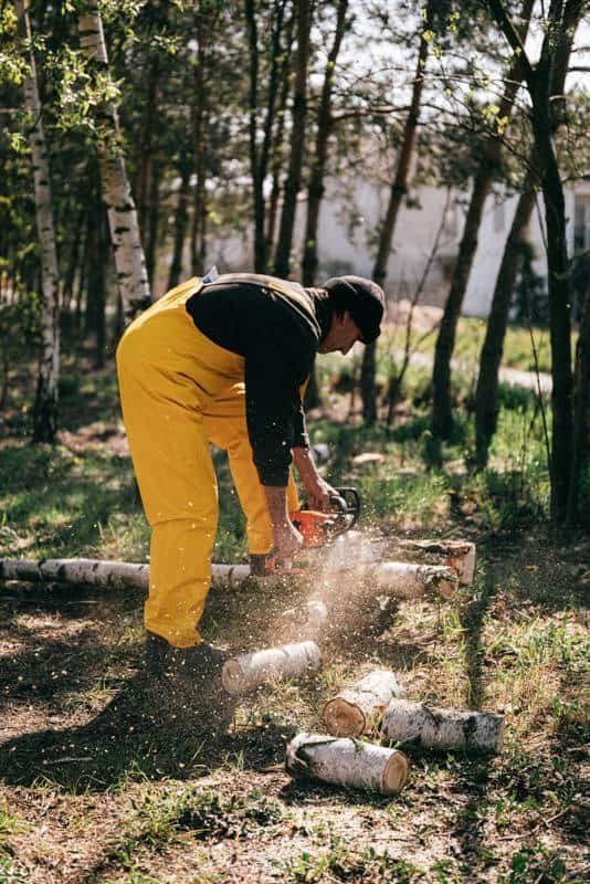Prepare logs by cutting tree trunks
