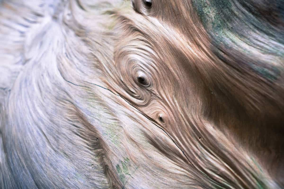 types of burl wood