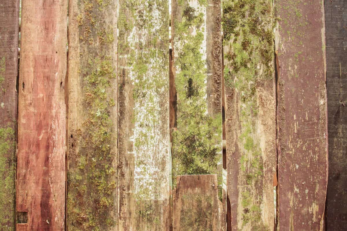 how to remove mold from rough cut wood