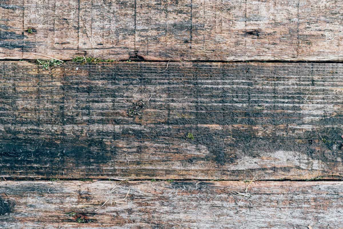 how do you get mold off of wood