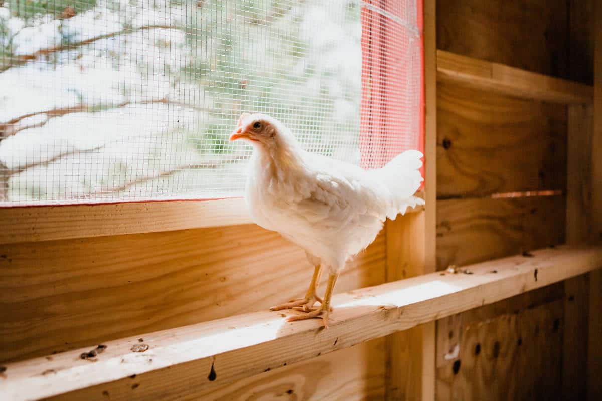 how to attach chicken wire to wood
