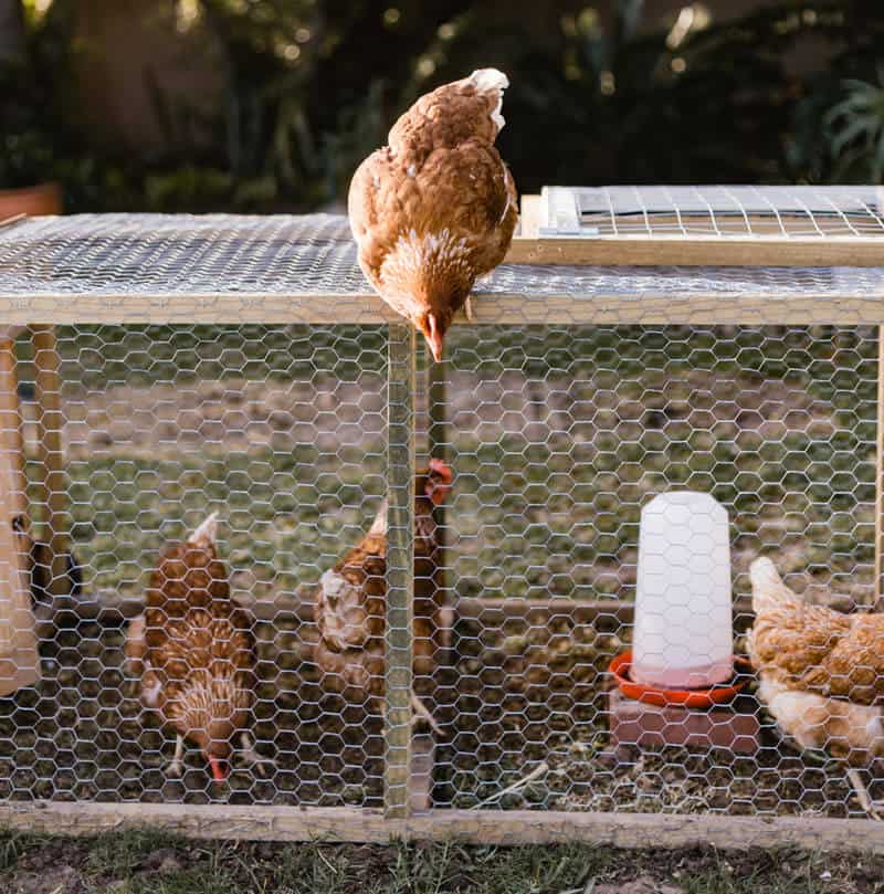 a chicken coop